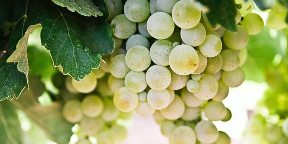 selective-focus photography of green grapes